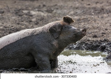 Pig in the mud on a farm in Finland