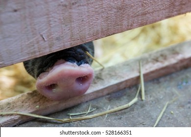 Pig Nose In Close Up