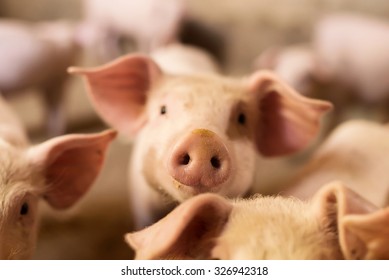 Pig nose in the pen. Focus is on nose. Shallow depth of field. - Shutterstock ID 326942318