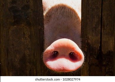 Свинья нос в деревянном заборе. Молодая любопытная свинья пахнет фотокамерой. Смешная деревенская сцена со свинью. Баннер сельского хозяйства. Коричневый забор из загола. Розовая кожа мелких поросят. Симпатичные фермы животных крупным планом