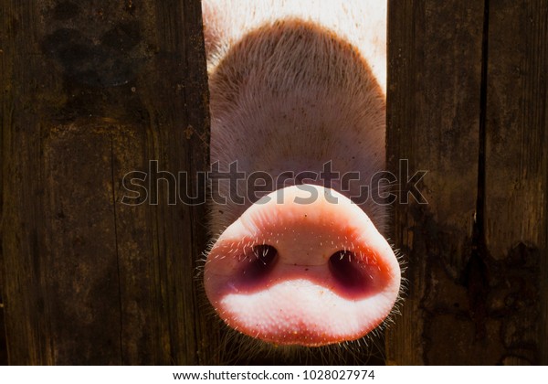 木のフェンスに豚の鼻 若い好奇心旺盛な豚は 写真カメラの匂いがする 豚と一緒のおかしい村の風景 農業のバナー 囲いの茶色の木の柵 小さな子豚のピンクの 皮 かわいい家畜の接写 の写真素材 今すぐ編集