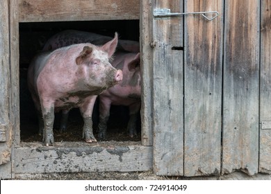 big naked greasy pigs Big naked greasy pigs