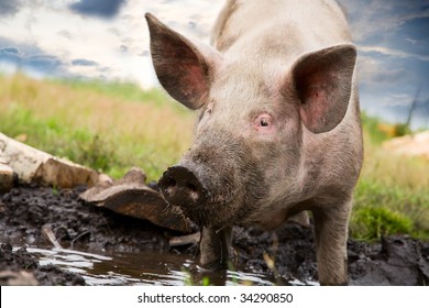 Pig on a background of grass and sky