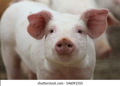 Pig on the farm. 
