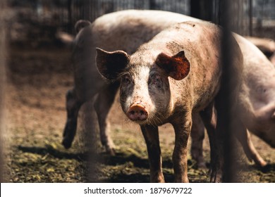 1,957 Bad pig Images, Stock Photos & Vectors | Shutterstock