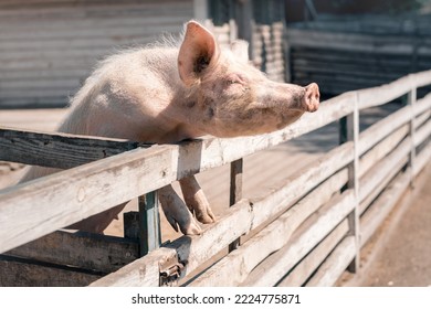 Pig On Farm Leaned Against Fence On Sunny Day. Animal Fattening On Large Commercial Breeding Farm.