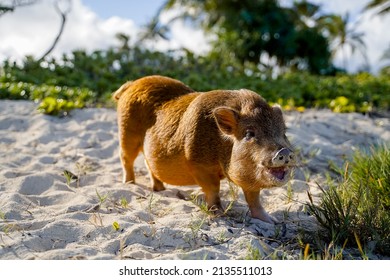 Pig On Hawaiian Beach Oahu Stock Photo 2135511013 | Shutterstock