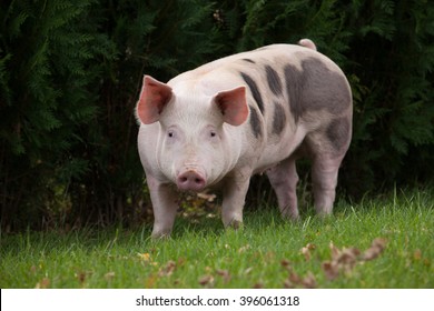 The pig on the meadow 