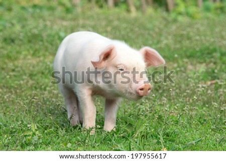 Similar – Foto Bild Cute happy baby pig with ear tag