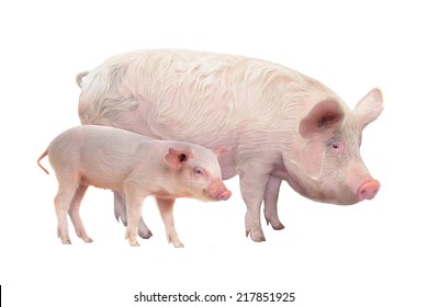 Pig  on a white background