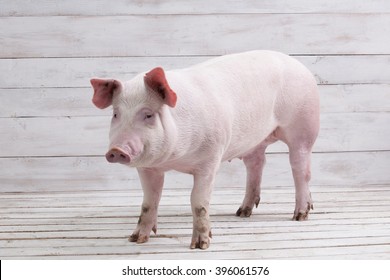 Pig, on a white wooden background
