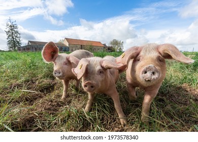 Pig Organic French Farm Stock Photo 1973578340 | Shutterstock