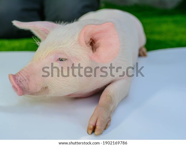 The pig\
peeks out from behind a white\
background