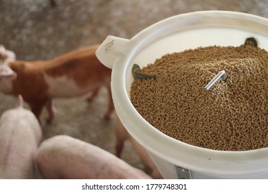 Pig Pelleted Feed In Semi-auto Feeding Equipment In Large Swine Farm