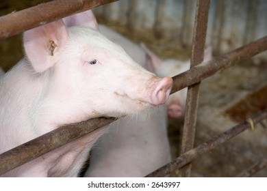 Pig in a Pen