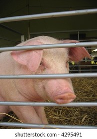 Pig In Pen At County Fair