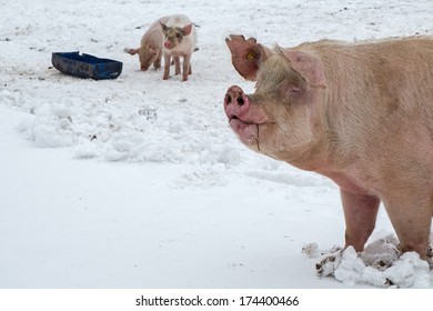 A Pig With Piglet In The Snow