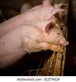 Pig Portrait In The Pen. Shallow Depth Of Field.