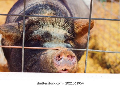 Pig resting snout on fence