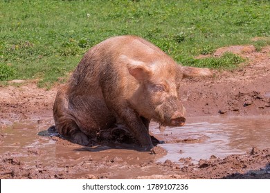 pig sitting in a mud puddle
