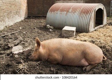 Pig Sleeping In Sty