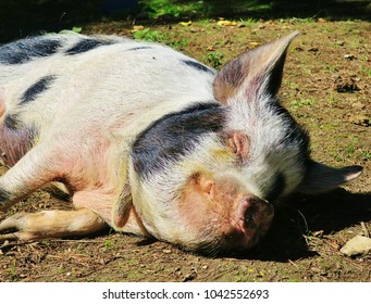 A Pig Sleeps In The Sun Of An English Farmyard
