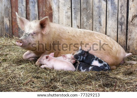 Pig with small pigs in village