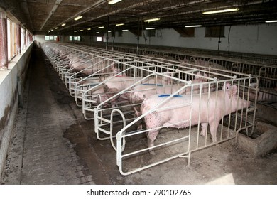 Pig sows lay in a metal cage at an industrial animal farm