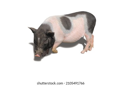 Pig stand isolated on white floor with epidemic of African swine fever virus