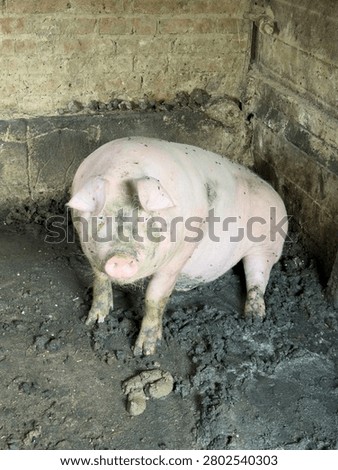 Pig standing looking at the camera in a dirty pigsty on a traditional farm
