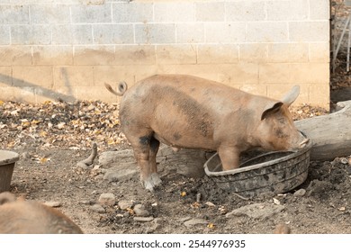 Pig standing in a muddy pen, leaning into a large black tub - Powered by Shutterstock