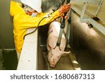 A pig is stunned with an electrical shock by workers in a slaughterhouse before being sacrificed for human consumption, causing pain and hurt.