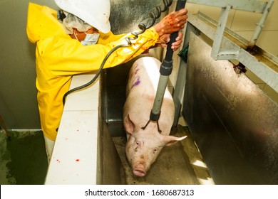 A pig is stunned with an electrical shock by workers in a slaughterhouse before being sacrificed for human consumption, causing pain and hurt.