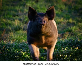 Pig At Sunset In Skagit County