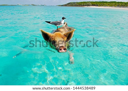 Pig swimming in the ocean in the Bahamas with seagull bird riding on its back