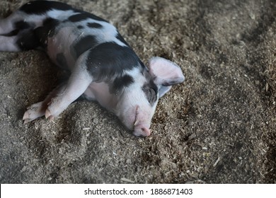 Pig Taking A Nap Before The Showing At The Maryland State Fair