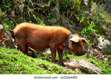 Pig Tied Up Standing In Grass In Huascarán National Park Peru