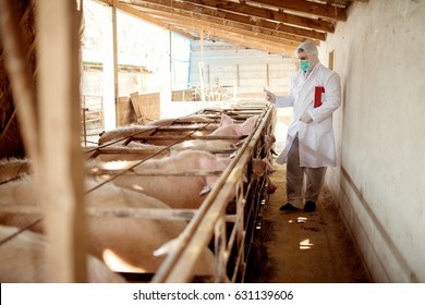 Pig Vet Checking Pigs For Diseases. Veterinarian At Pig Farm.