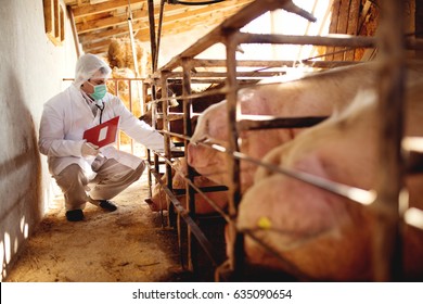 Pig Vet Checking Pigs For Diseases. Veterinarian At Pig Farm.