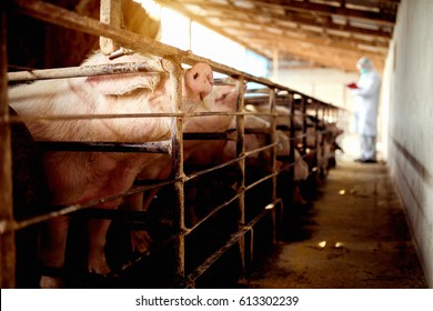 Pig Vet Checking Progress Of Pig Disease At Pig Farm.