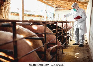 Pig veterinarian examining pigs at pigsty.