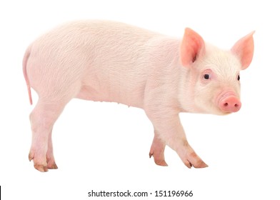 Pink Pig Images, Stock Photos & Vectors | Shutterstock