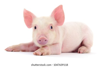 118,058 Piglet Images, Stock Photos & Vectors | Shutterstock