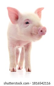 Schweinefleisch auf weißem Hintergrund