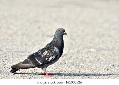 pigeon pidgin