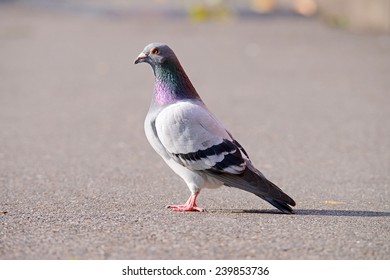 pigeon