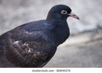 Pigeon 