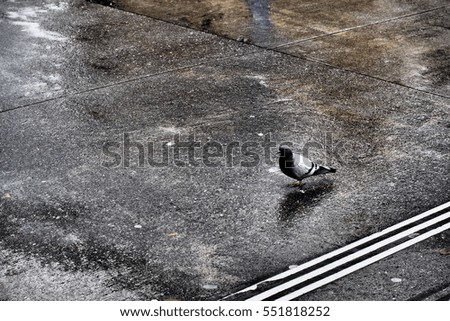 Similar – Image, Stock Photo street bird Animal Facade