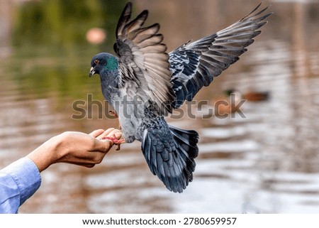 A Pigeon alights and eats from a Hand