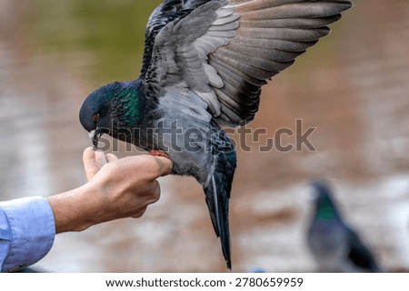 A Pigeon alights and eats from a Hand
